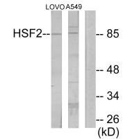 Anti-HSF2