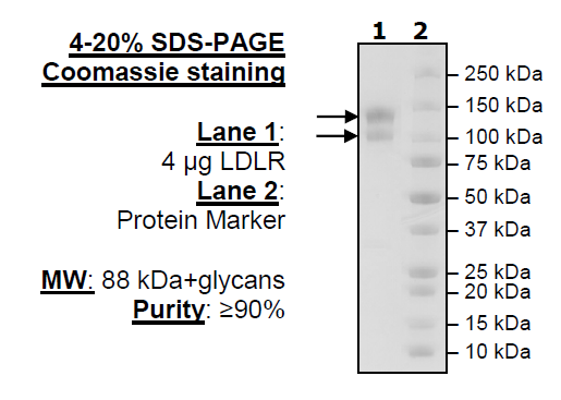 LDLR, Biotinylated, human recombinant protein