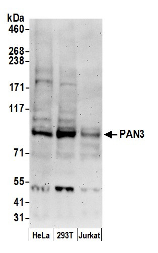 Anti-PAN3