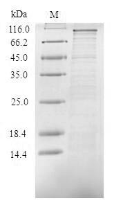 TIR domain-containing adapter molecule 1 (TICAM1), human, recombinant
