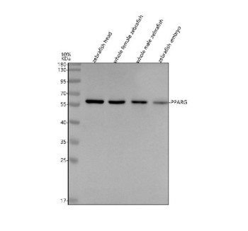 Anti-Zebrafish Ppar gamma / Pparg