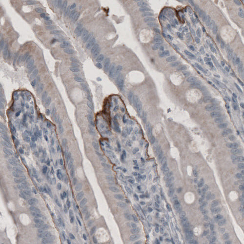 Anti-LAMB3, clone CL3363
