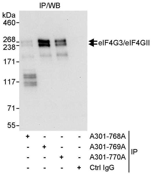 Anti-eIF4G3/eIF4GII