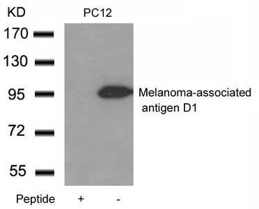 Anti-Maged1