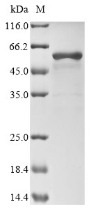 Protein disulfide-isomerase (P4HB), Cricetulus griseus, recombinant