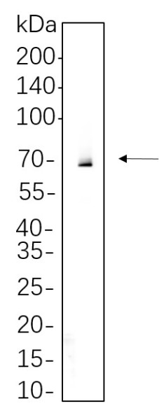 Anti-Recombinant Syk, clone 5F3