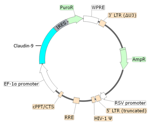 Claudin-9 Lentivirus