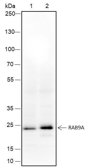 Anti-Recombinant Rab9A, clone A349