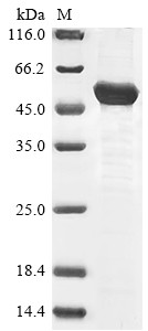 Merlin (Nf2), partial, mouse, recombinant