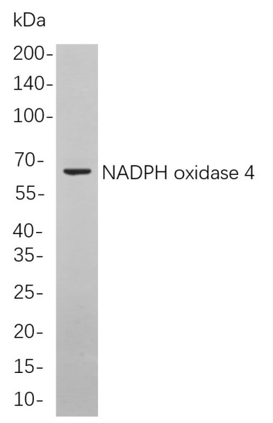 Anti-Recombinant NADPH oxidase 4, clone 9F4