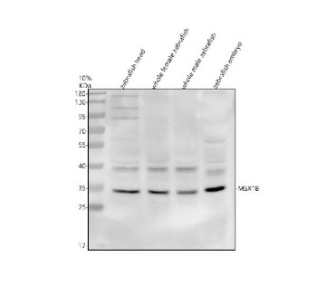 Anti-Zebrafish Msx1b / Msxb protein