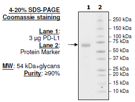 PD-L1 (M115A), Fc fusion, Biotin-labeled