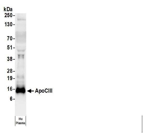 Anti-Human Apo CIII [H09], HRP conjugated
