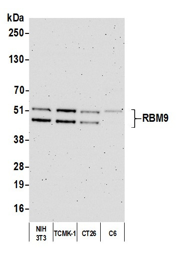 Anti-RBM9