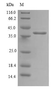 Mitochondrial import inner membrane translocase subunit TIM14 (DNAJC19), human, recombinant