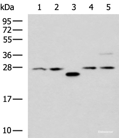 Anti-PSMA6