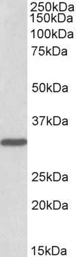 Anti-PCNA