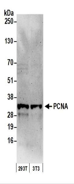 Anti-PCNA