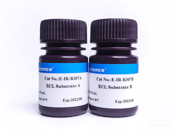 Excellent Chemiluminescent Substrate (ECL)Detection Kit