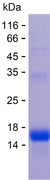 Recombinant Human Lactate Dehydrogenase B Protein