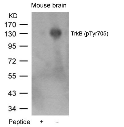 Anti-phospho-TrkB (Tyr705)