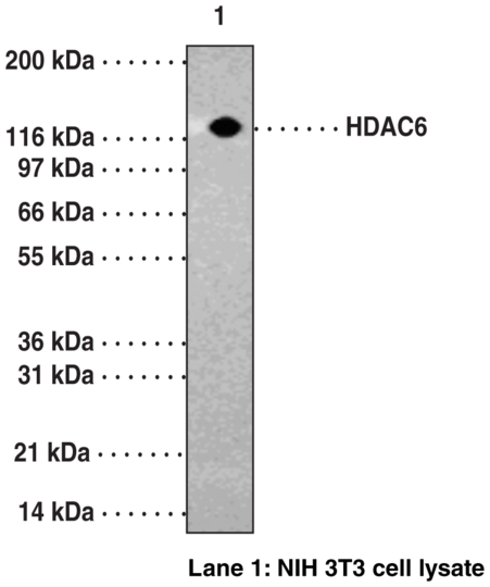 Anti-HDAC6