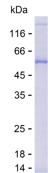 Recombinant Human KCNJ8 Protein