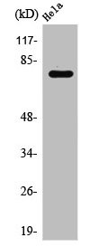 Anti-RPH3A