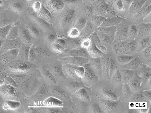 HB-CLS-2 Cells