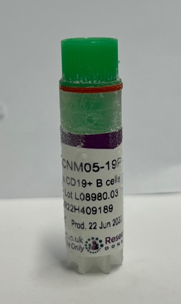Frozen human CD19+ B cells - male donor