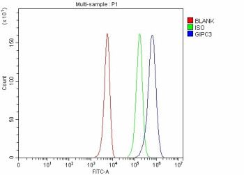 Anti-GIPC3 / PDZ domain-containing protein GIPC3 / C19orf64