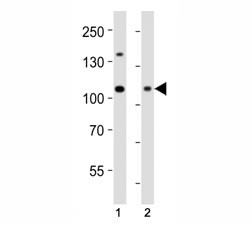 Anti-Dnmt3a Antibody