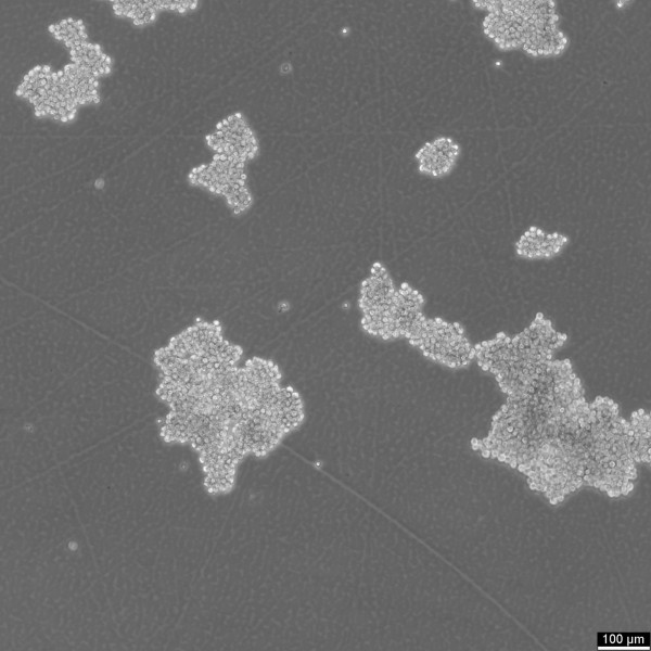 MMQ Cells