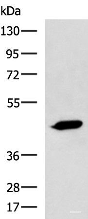 Anti-ASB10