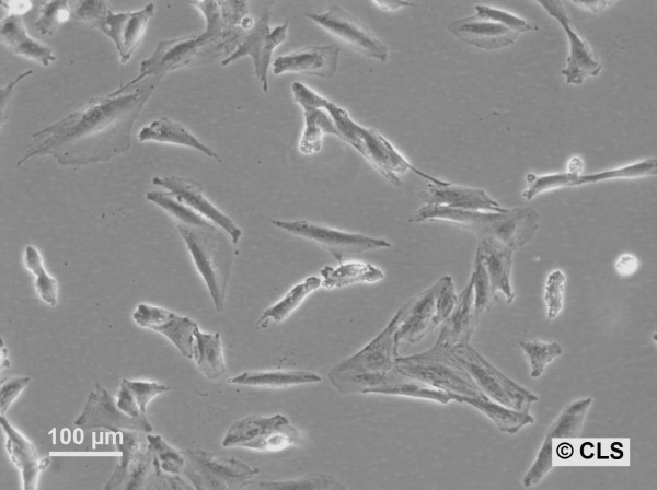 HROG15 Cells