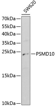 Anti-PSMD10