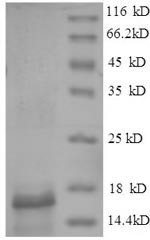 Parvalbumin beta, Gadus morhua subsp. callarias, recombinant