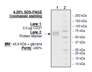CD27, human, recombinant, Fc fusion protein
