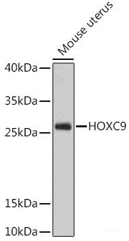 Anti-HOXC9
