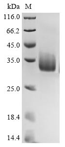 Spike glycoprotein (S), partial, Bovine coronavirus, recombinant