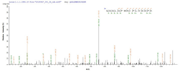 Peroxiredoxin-1 (PRDX1), Cricetulus griseus, recombinant