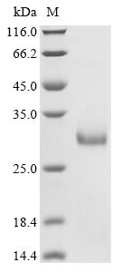 Endothelin-1 (Edn1), partial, rat, recombinant