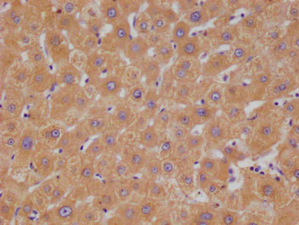 Anti-HGD Recombinant Monoclonal, clone 20D12