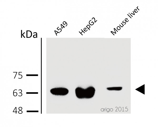 Anti-AMPK alpha1/AMPK alpha2