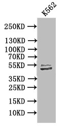 Anti-TUBB1 Recombinant Monoclonal, clone 20B1