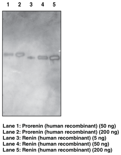 Anti-Goat Anti-Renin (human)