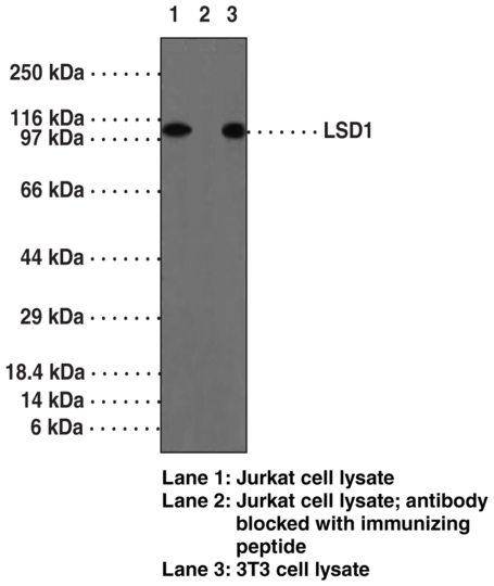 Anti-LSD1 (aa 450-500)