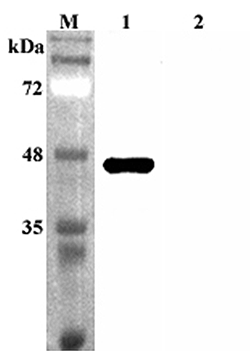 Anti-Sirtuin 2 (human)