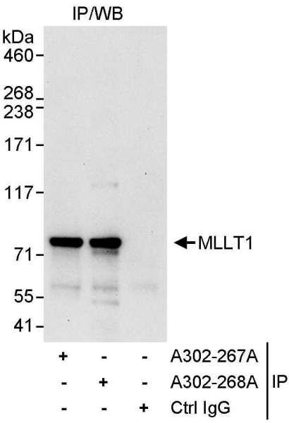Anti-MLLT1