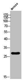 Anti-Phospho-EFNB1 (Y317)